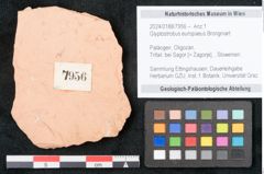 Foto (Objekt + Etikett) von Glyptostrobus europaeus Brongniart (NHMW-GEO-2024-0188-7956)